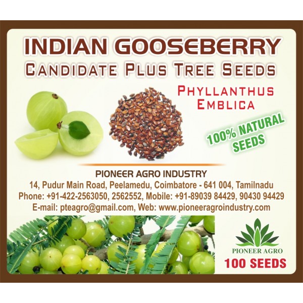 Indian Gooseberry Tree Seed (100 Seeds) - நெல்லிக்காய் மரம் விதைகள்