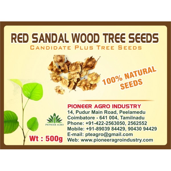 Red Sandal Wood Tree Seed 1 Kg Pack - சிவப்பு சந்தனம் மரம் விதைகள்