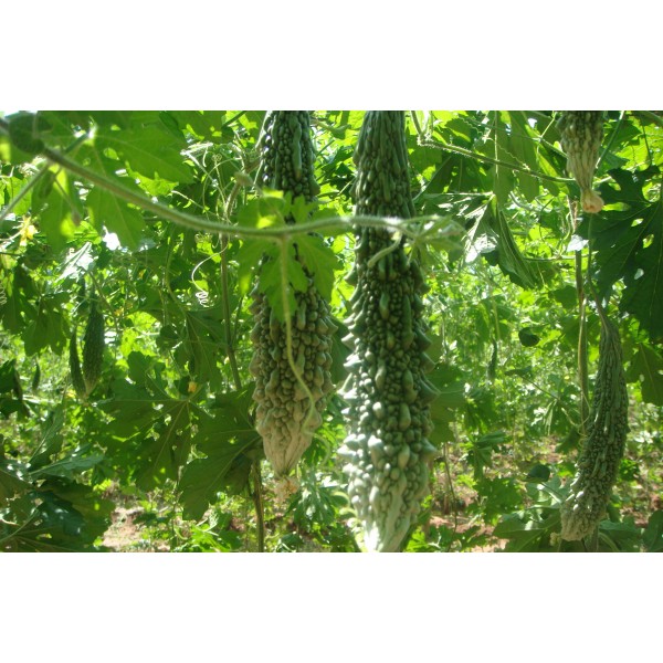 Bitter Gourd Seeds - பாகற்காய் விதைகள்
