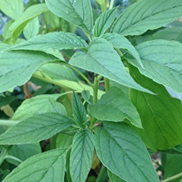 Amaranthus Green Seeds 50gm - பச்சை தண்டு கீரை விதைகள்