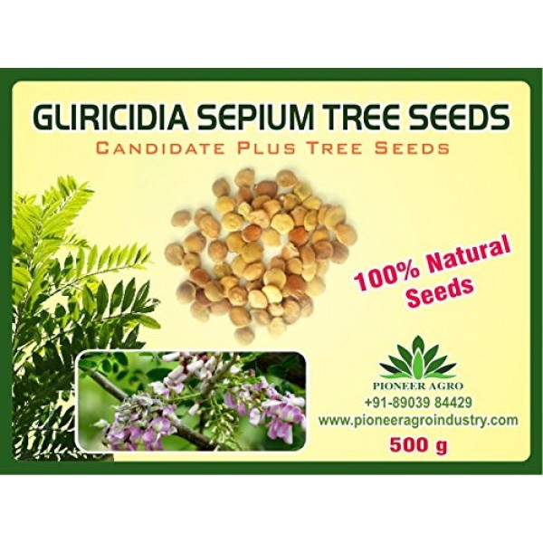 Gliricidia Sepium Tree Seeds (500G Pack)