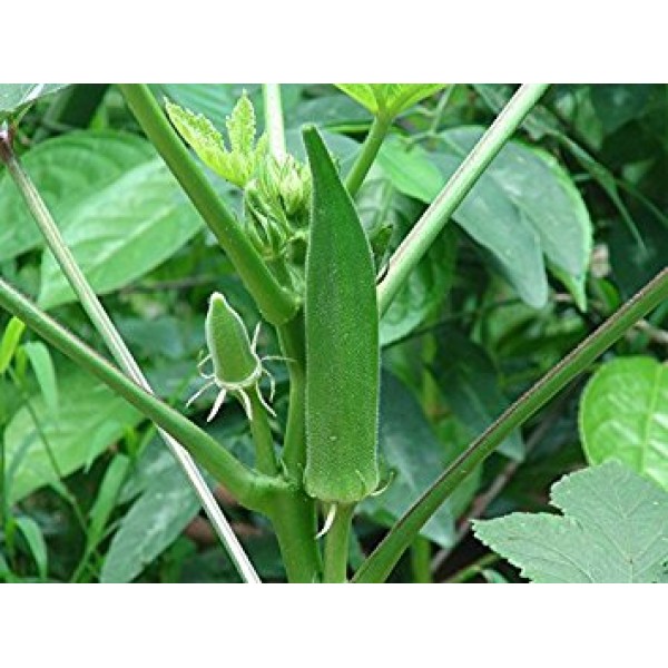 Lady Finger (Okra) Seeds - வெண்டைக்காய் விதைகள் Growing Okra (Lady Finger)