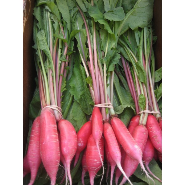 Red Raddish Seeds9(50g) - சிவப்பு முள்ளங்கி விதைகள்(50g)