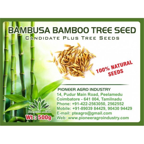 Bambusa Bamboo (Moongil) Tree Seed 500G