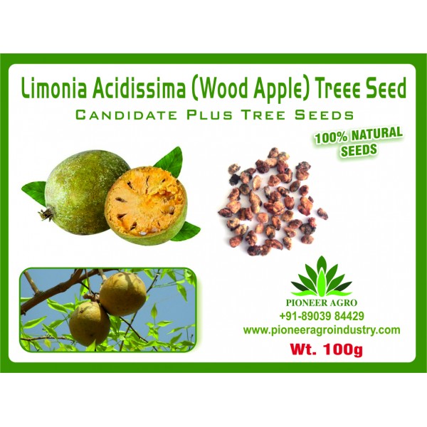 Limonia Acidissima (Wood Apple) Tree Seeds 100G - விளாம் பழம் மரம் விதைகள்
