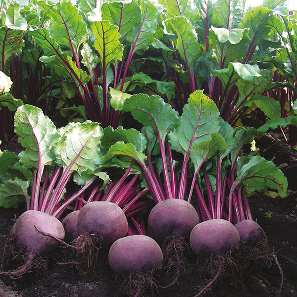 Beetroot Seeds(50g) - பீட்ரூட் விதைகள்(50g)
