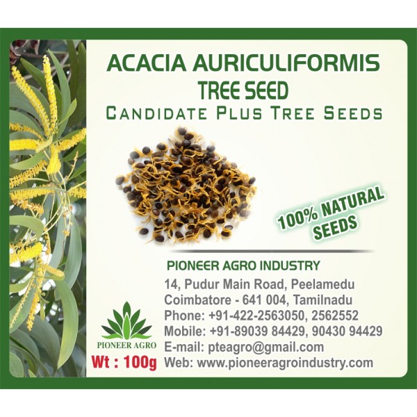 Acacia Auriculiformis Tree Seed 100G Pack (கத்தி சவுக்கு)