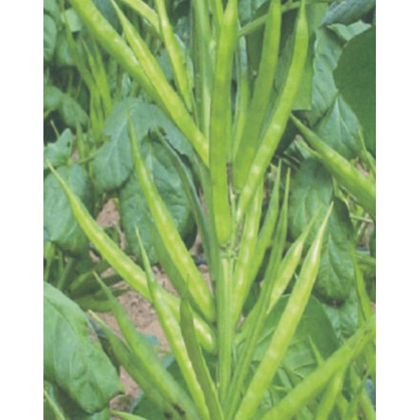 Cluster Beans Seeds - கொத்து பீன்ஸ் விதைகள்