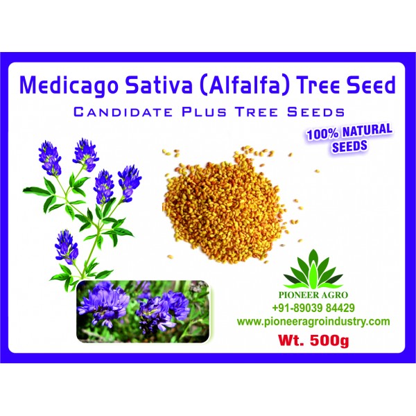 Alfalfa Seeds Medicago Sativa/Luceme Grass Seeds, Kuthiraimasal Grass Seeds 500G