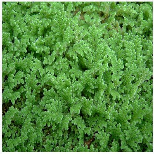 AZOLLA SEED 1KG
