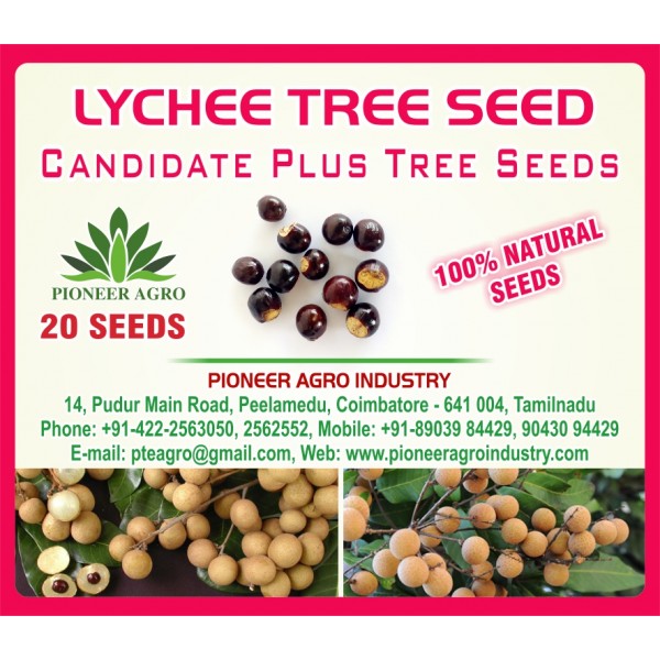 Lychee Fruit Tree Seed (20 Seeds) - லிச்சி பழம் மரம் விதை
