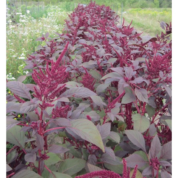 Amaranthus Red Seeds(50g) - சிவப்பு தண்டு கீரை விதைகள்(50g)