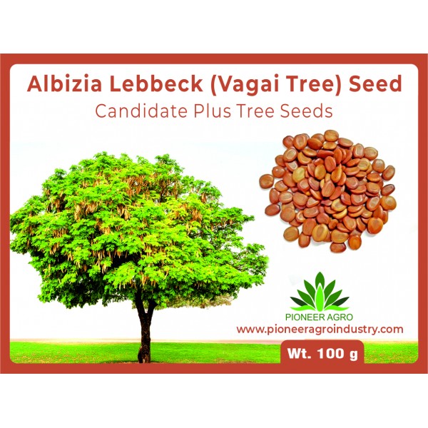 Albizia lebbeck Fry wood (Vagai seed) Women's tongue Tree Seed 100G