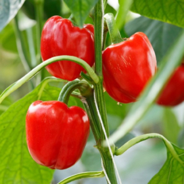 Capsicum Red Seeds - சிவப்பு குடமிளகாய் விதைகள்