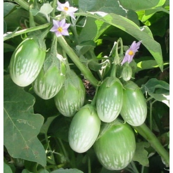 Brinjal Round Green Seeds - பச்சை நிற வட்ட கத்திரிக்காய் விதைகள்