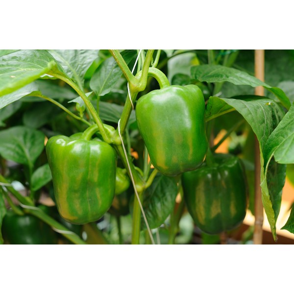 Capsicum Green Seeds - குடை மிளகாய் பச்சை விதைகள்