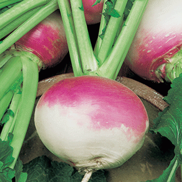 Turnip Seeds - நூல்கோல் விதைகள்