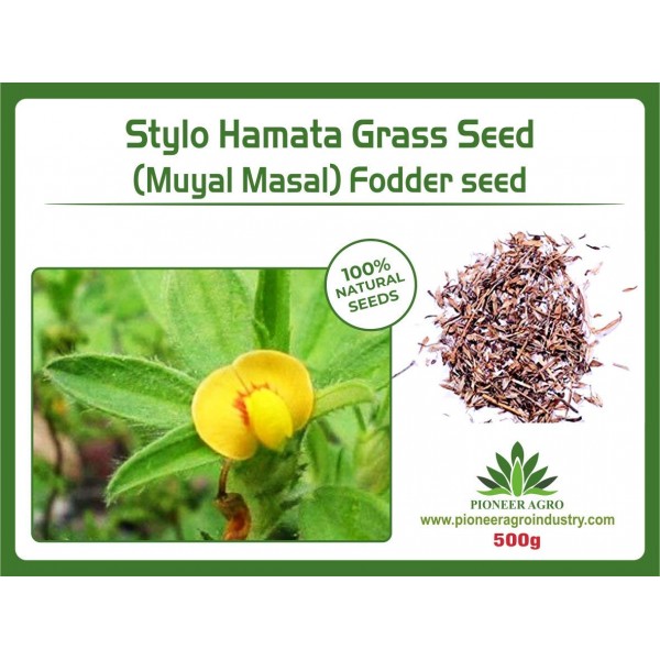 Stylo Hamata Grass Seed (Muyalmasal) Fodder Seeds 500gm - தீவன விதைகள்