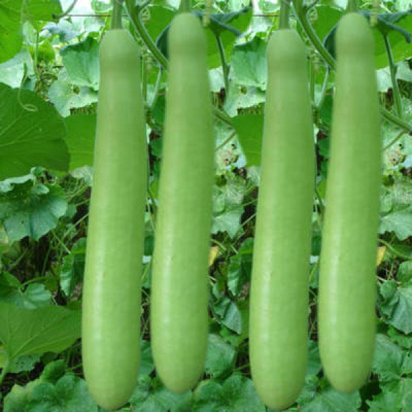 Bottle Gourd Seeds சுரைக்காய் விதைகள்