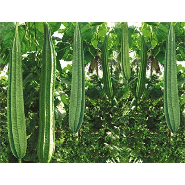 Ridge Gourd Seeds