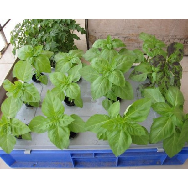 Hydroponics