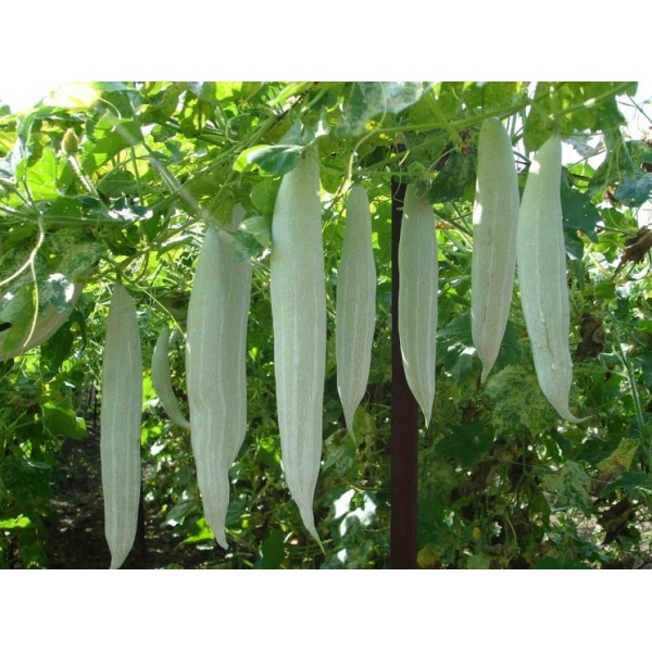 Snake Gourd Seeds - பாம்புகாய் விதைகள்