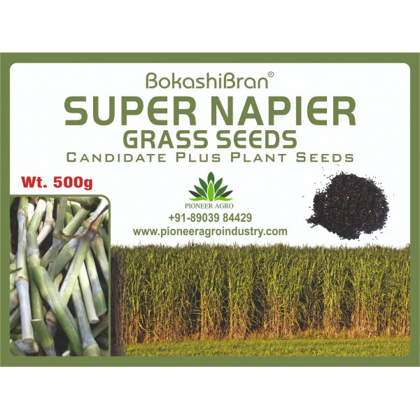Super Napier Grass Seeds 500G Pack - புல் விதைகள்