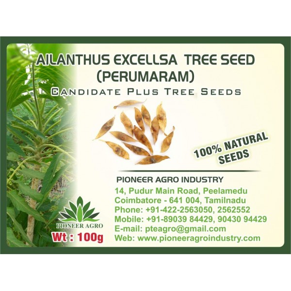 Ailanthus excellsa (Perumaram) Tree Seed (100G)