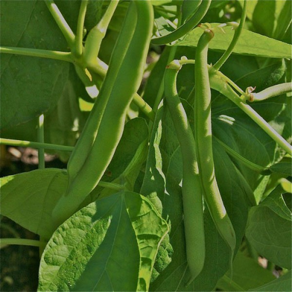 Bush Beans Seeds - புஷ் பீன்ஸ் விதைகள்