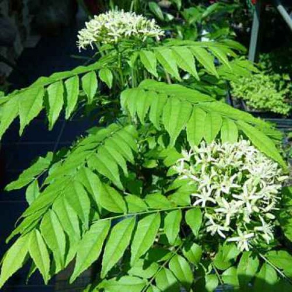 Curry Leaves Seeds - Kariveppillai