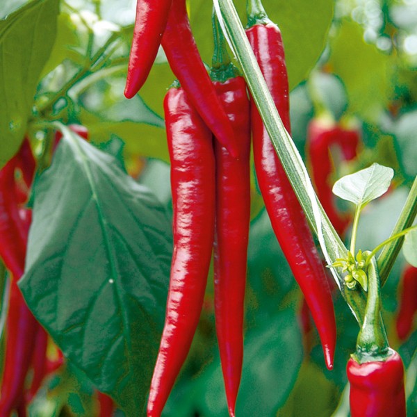 Chilli Seeds - மிளகாய் விதைகள்