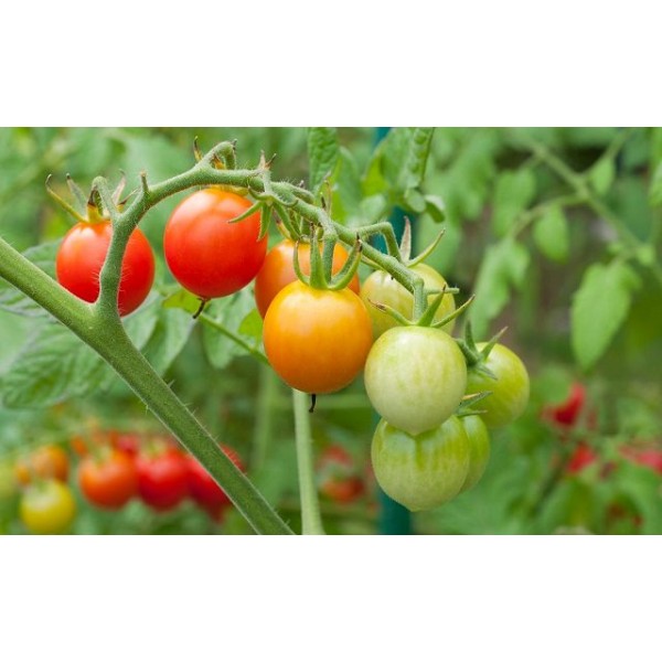 Cherry Tomato Seeds - செர்ரி தக்காளி விதைகள்