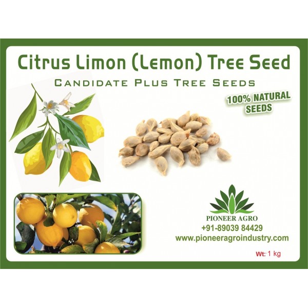 Citrus Limon (Lemon) Seeds 1kg - எலுமிச்சை விதைகள்