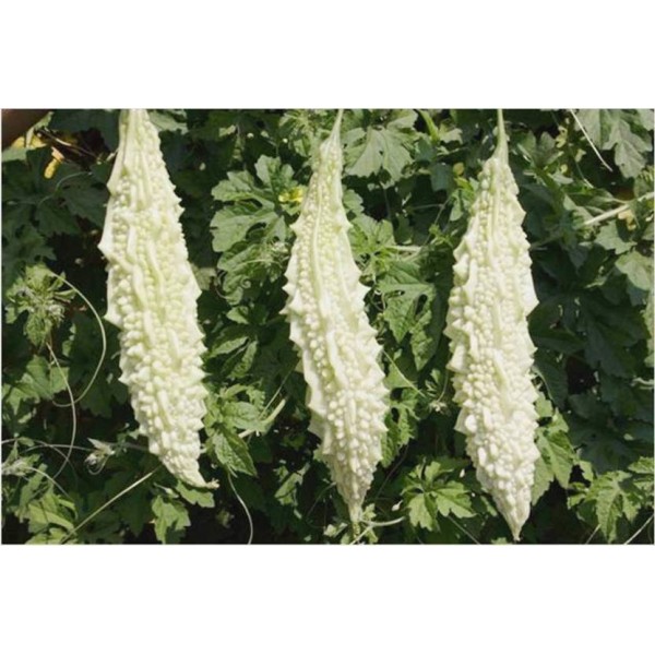 Bitter Gourd (White Color) Seeds - வெள்ளை பாகற்காய் விதைகள்