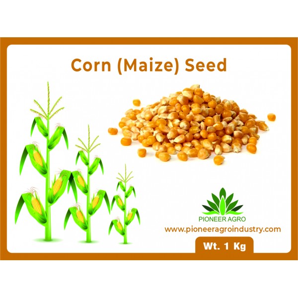 Corn (Maize) Seeds 1 Kg