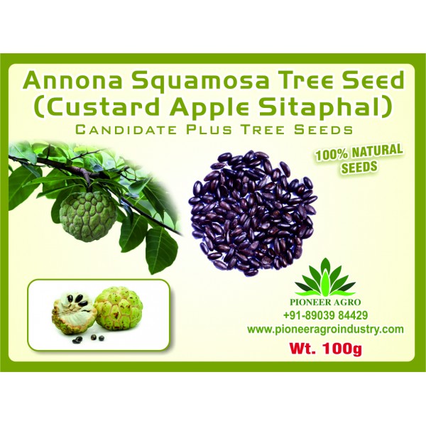 Annona Squamosa (Custard Apple/Sitaphal) Seeds 100G - சீதாப்பழம் விதை