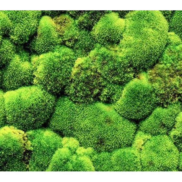 Live Fresh Cushion Peat Moss Sphagnum Moss For Terrariums, Vivarium, Fairy Gardens, Bonsai 1SQF