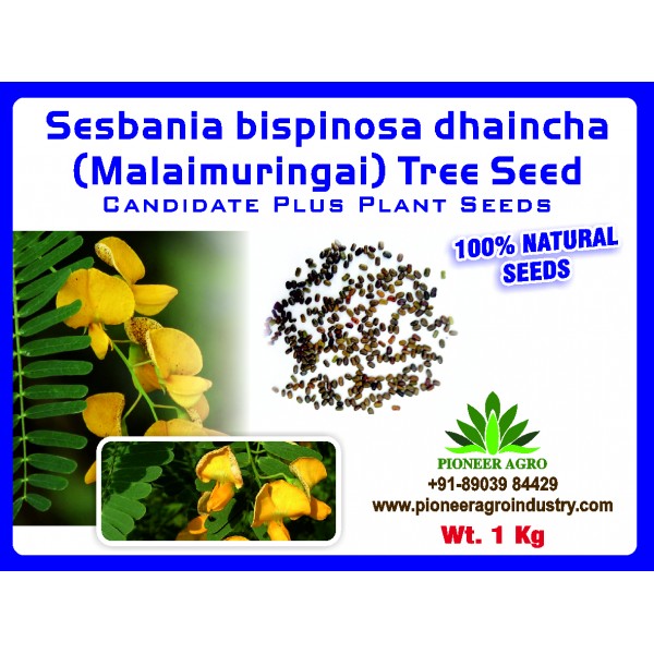 Sesbania Bispinosa Dhaincha (Malaimurungai) Seed