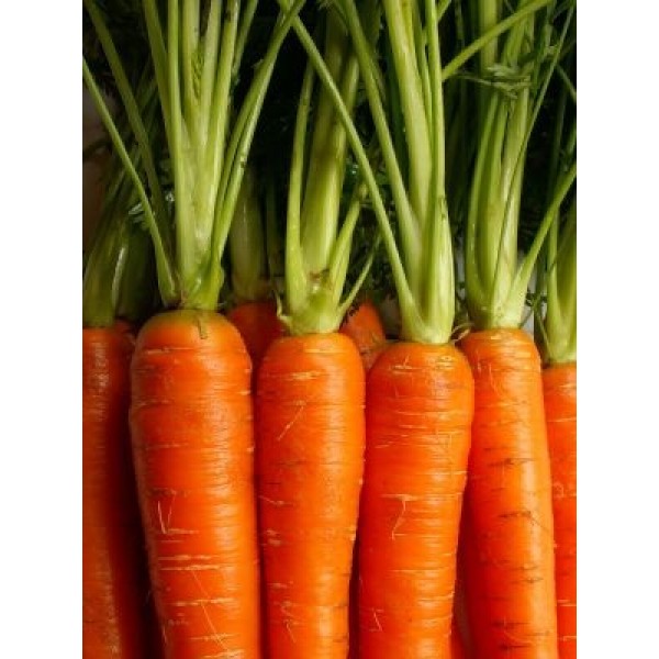 Carrot Seeds(50g) - கேரட் விதைகள்(50g)