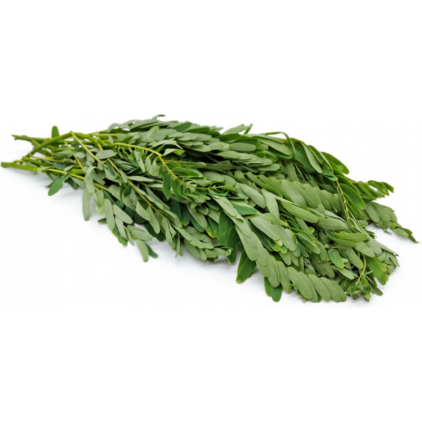 Agathi Keerai Seeds-அகத்தி கீரை