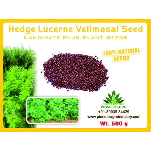 VELIMASAL Seeds 500gm Pack - வேலிமசால் விதைகள்