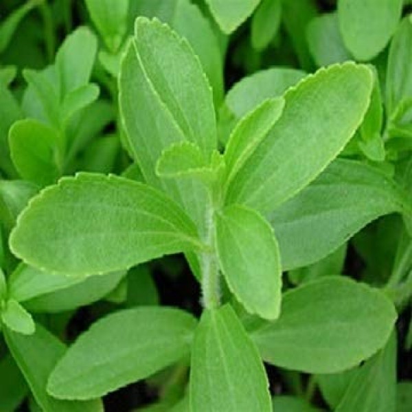 Stevia Seeds Sweet Leaf Plant Seeds Seeni Tulasi Plant Seeds Herb Seeds 100 G
