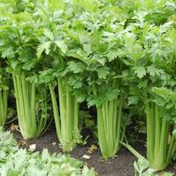 CELERY SEED