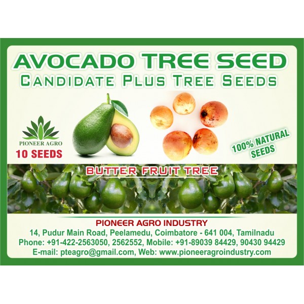Avocado Tree Seed (10 Seeds) - வெண்ணெய் மரம் விதை