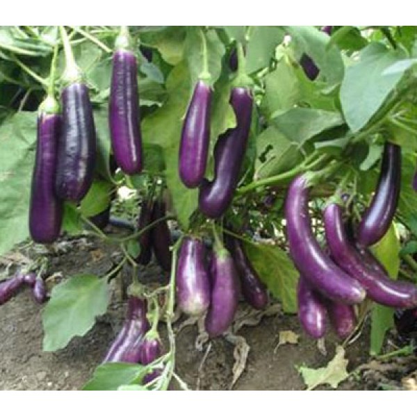 Brinjal Long Purple Seeds - ஊதா நிற நீண்ட கத்திரிக்காய் விதைகள்