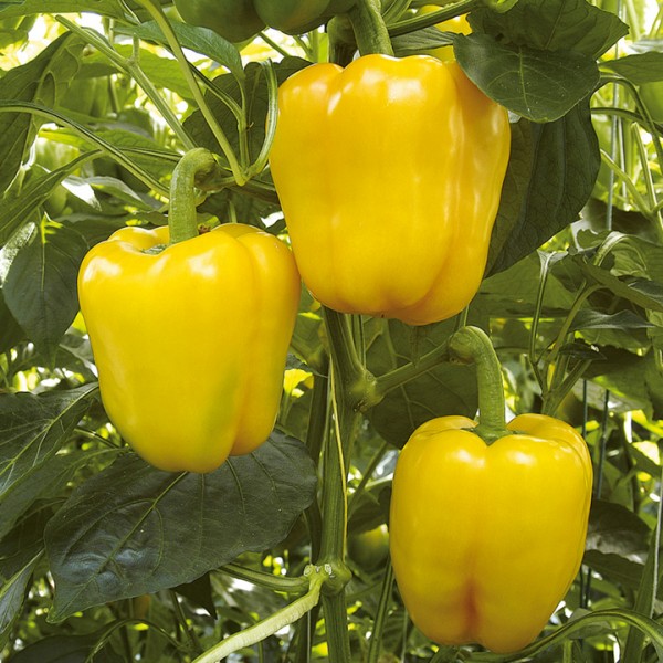 Capsicum Yellow Seeds - மஞ்சள் நிற குடை மிளகாய் விதைகள்