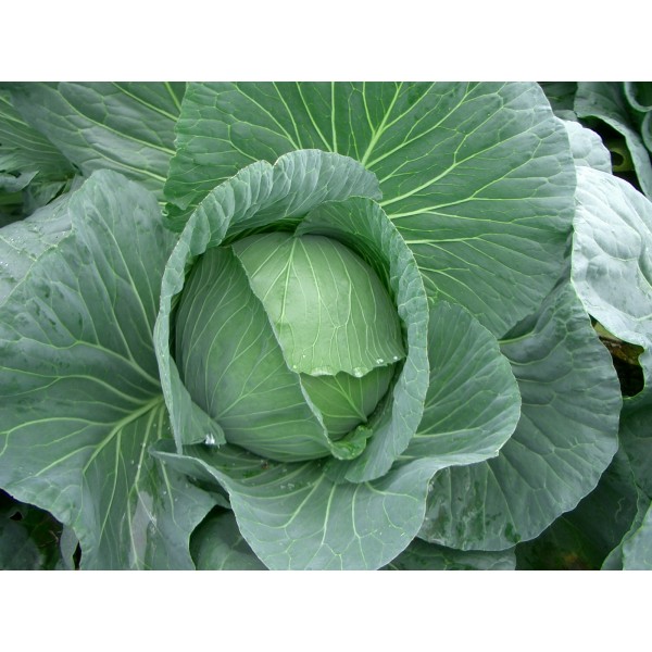 Cabbage Seeds(50g) - முட்டைக்கோஸ் விதைகள்(50g)