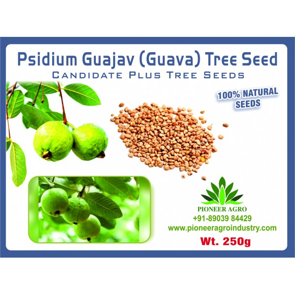 Psidium Guajava (Guava) Seeds 250G - கொய்யா விதைகள்