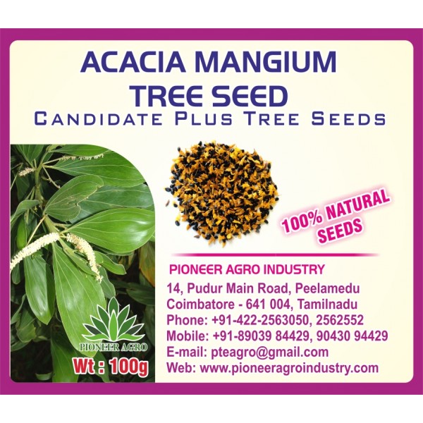 Acacia Mangium Tree Seed 100G Pack