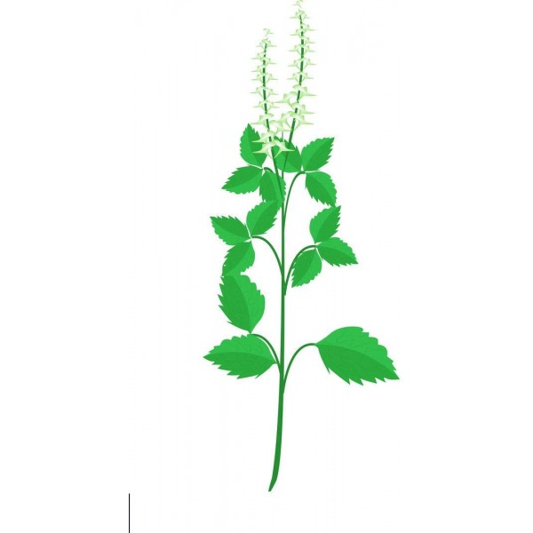Indian Tulsi Basil Seeds 25G Above 2000 Seeds - துளசி விதைகள்